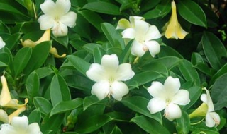 非洲茉莉如何修剪（非洲茉莉如何修剪造型）