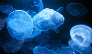 水母吃什么为生（什么水母吃水母）