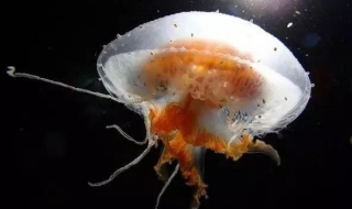 水母有哪些种类 水母有哪些种类的图片大全