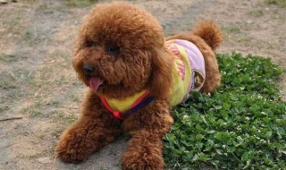 不喜欢被泰迪黏着怎么办（不喜欢被泰迪黏着怎么办呀）