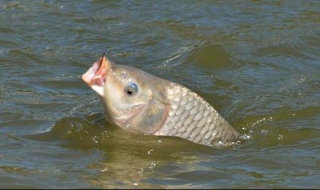 水库钓鱼小罗非太多怎么办 罗非鱼多的水库怎么才能钓大鱼