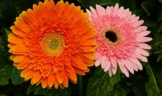 非洲菊怎样繁殖?要选好季节和时间（非洲菊适合什么季节种）