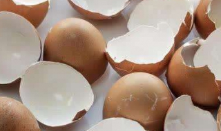 鸡蛋壳有什么用（鸡蛋壳有什么用处打一生肖）