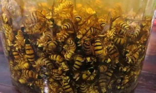 如何制作黄蜂浸酒 如何制作黄蜂浸酒水