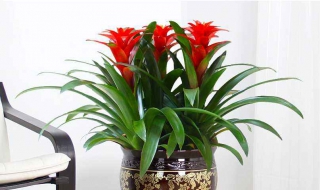 鸿运当头花怎么养（鸿运当头花枯萎了咋办）