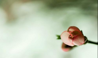 缅怀金庸先生之武侠小说英文名总结 金庸大侠笔下的英文名