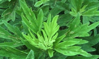 艾叶洗头粉怎么制作（艾叶粉能做什么）