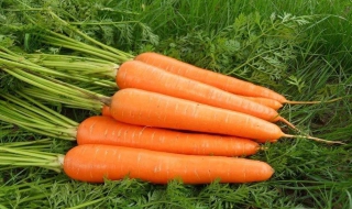 胡萝卜的营养