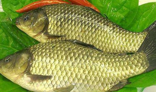 如何鉴别鲫鱼（如何鉴别鲫鱼雌雄）