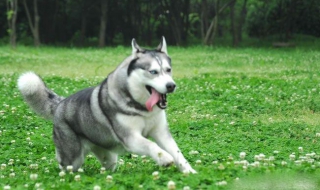 如何挑选哈士奇 怎么选择哈士奇幼犬