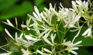 夜来香栽培技术管理（夜来香的栽培技技术?）