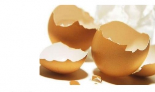 鸡蛋壳的妙用（鸡蛋壳的妙用作文二年级）