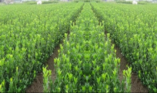 如何应对苗木产业新形势? 发展苗木产业遇到的问题以及对策