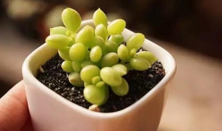多肉植物怎么养 多肉植物怎么养才养得又大又肥