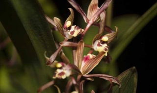 兰花的养殖方法，有以下几方面注意（兰花的正确养殖方法）