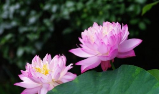 简笔画荷花和荷花骨朵 荷花的花骨朵儿简笔画