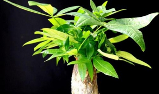 发财树怎么养 发财树怎么养殖方法注意事项