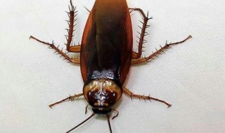 如何消灭蟑螂 楼房如何消灭蟑螂