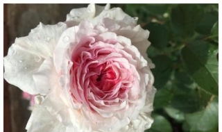 月季花的养殖方法（月季花的养殖方法几天浇一次水）