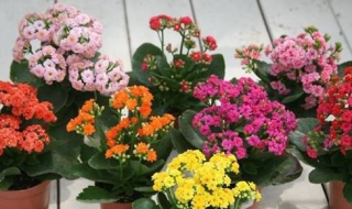 长寿花怎么养（长寿花怎么养的好）