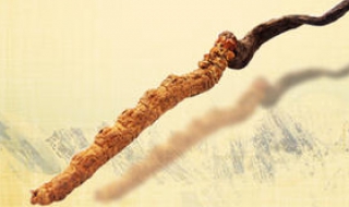 冬虫夏草有什么功效 男人冬虫夏草有什么功效