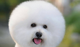 比熊犬图片 比熊犬图片造型图片