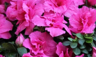 杜鹃花的养殖方法和注意事项 室内杜鹃花的养殖方法和注意事项