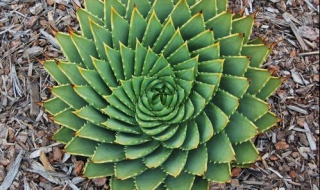 芦荟怎么养（芦荟怎么养?多长时间浇一次水?）