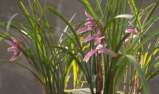 兰花怎么养（兰花怎么养殖方法和注意事项）