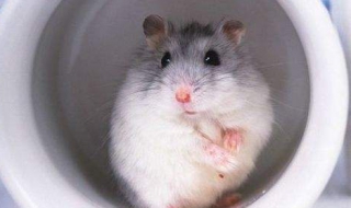 仓鼠怎么养（仓鼠怎么养才亲近你）