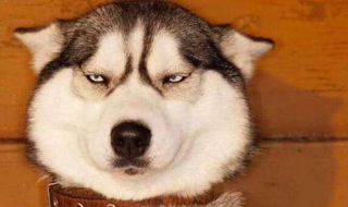 哈士奇图片（哈士奇图片幼犬）