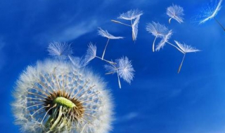 蒲公英图片（蒲公英图片唯美）