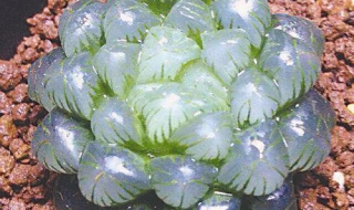 多肉植物怎么养 多肉植物怎么养才爆盆