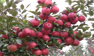 如何挑选苹果 如何挑选苹果笔记本电脑