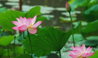 荷花盛开的季节，北京去哪里赏荷花（北京荷花盛开的季节是几月）