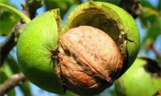 青核桃有核桃皮怎么办（青核桃怎样脱皮）