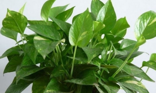 绿萝的养殖方法和注意事项 大叶绿萝的养殖方法和注意事项