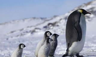 网站推广之亦步亦趋（网站推广公司后来居上）