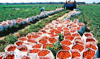 2014年农村经济发展前景 农村经济的发展现状