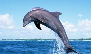 海豚简笔画教程 海豚简笔画教程视频