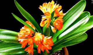 君子兰的养殖方法和注意事项（君子兰的养殖方法和注意事项 盆栽 水培）