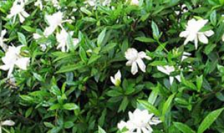 栀子花的养殖方法和注意事项（栀子花的养殖方法和注意事项 盆栽温度）