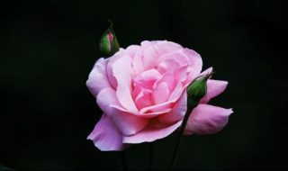 月季卡罗拉怎么养（月季卡罗拉图片欣赏）