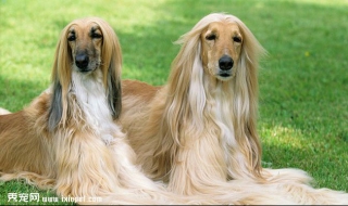 阿富汗猎犬拉肚子怎么办 阿富汗猎犬多久洗一次澡