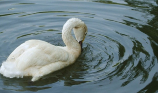 如何申请加入qq安徽大学兴趣部落 安徽大学qq群