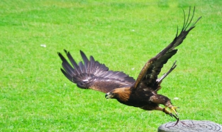 香江野生动物世界游玩指南（香江野生动物世界攻略）