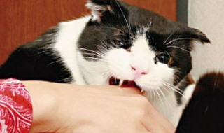 被猫咬了怎么办（被家猫咬了轻微出血有事吗）