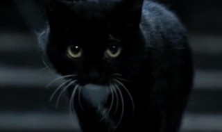 猫脸老太太事件