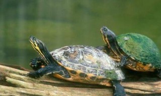 新买的小乌龟怎么养