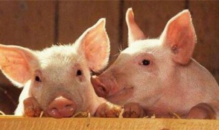 猪非瘟几天结束（猪非瘟几天结束传染性强）